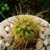 Parodia _aureicentra 'omniaurea' GC424.04_ 02